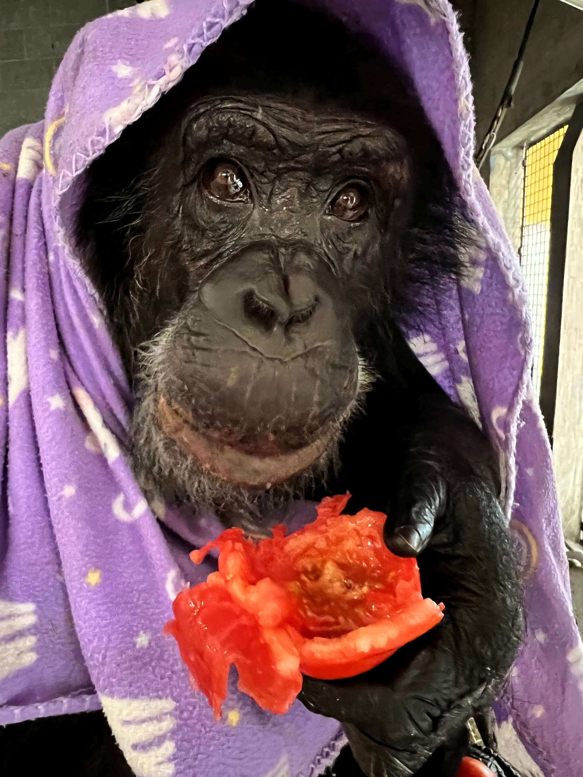 Inside Tonka’s life after 'Chimp Crazy': Vegan meals, painting and lots of sex