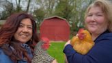 Bird’s the word: Friends’ podcast celebrates love of chickens in Harford