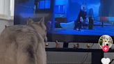 Husky captured howling along with 'Zootopia' in viral TikTok video