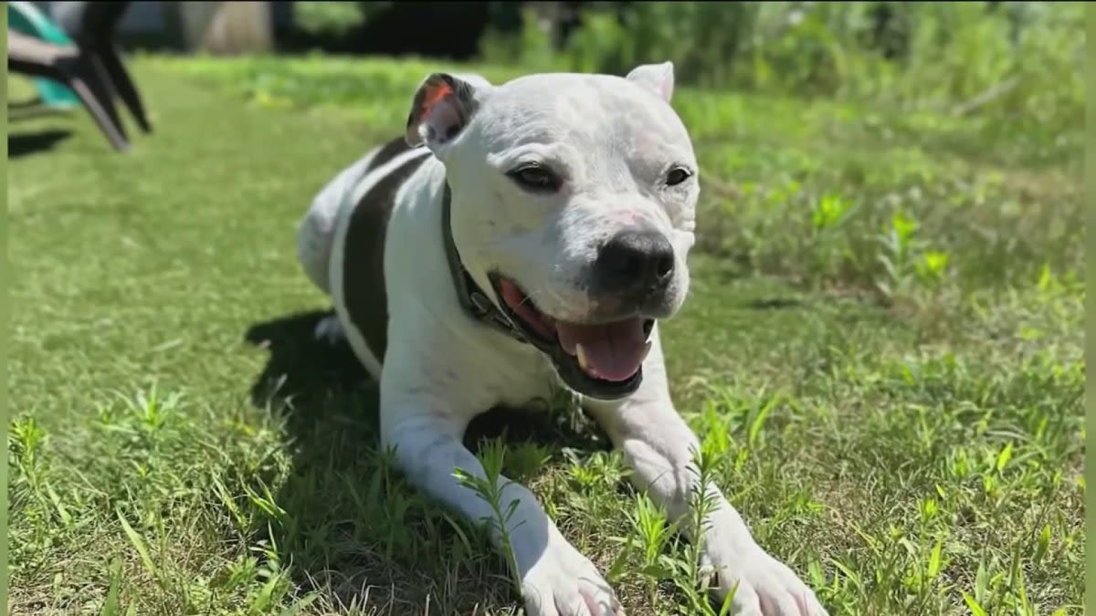 Dog rescues elderly owner from naked attacker in Manchester