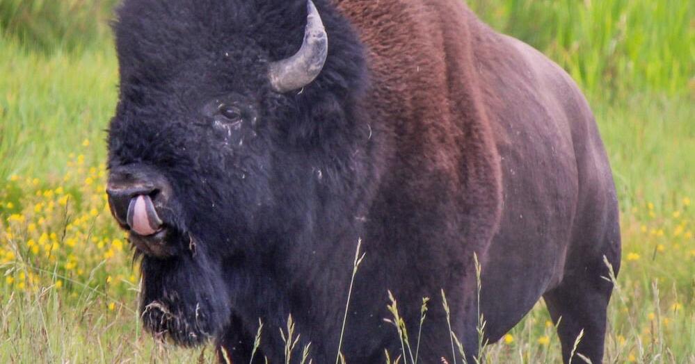 Two local men arrested by Yellowstone Park rangers after bison incident