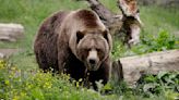Feds plan to restore grizzly bears to Washington's North Cascades region | OUT WEST ROUNDUP