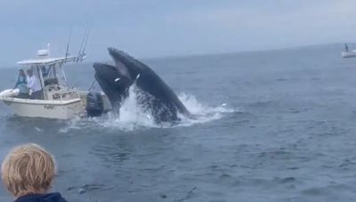 A whale flipped a fishing boat with people on board: Was it on purpose?