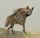 Striped hyena