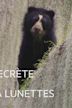 La Vie secrète de l'ours à lunettes