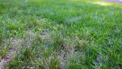 Why Is My Grass Dying in August?