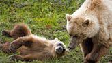 Feds greenlight return of grizzlies to WA’s North Cascades