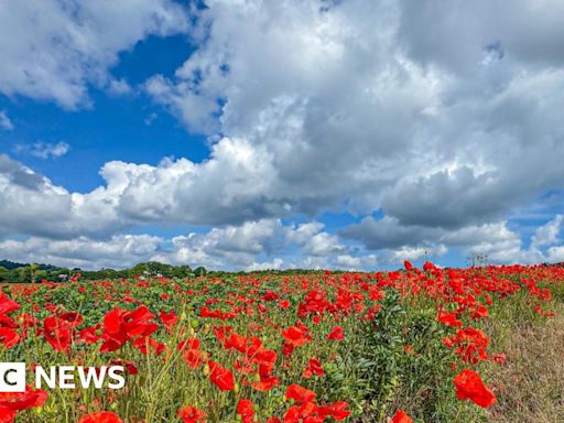 Hampshire & Isle of Wight's Big Picture: 15 July - 21 July 2024