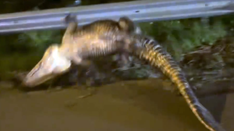 VIDEO: Huge alligator’s ‘death roll’ defies NC deputies in struggle along coastal highway