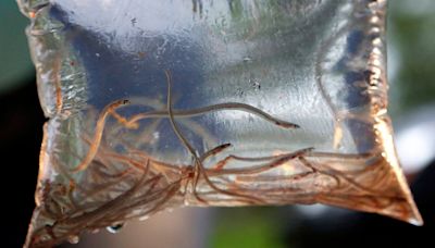 5 people from Maine arrested during DFO elver fishery patrol in Nova Scotia