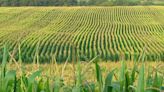 Q&A: Finding varieties of corn that are adapted to | Newswise