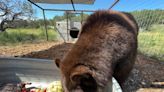 Thieving California bear 'Hank the Tank' is actually female, and now she has a new home