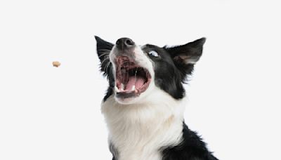 Photographer Captures Priceless Expressions As Dogs Snag Treats in Mid-Air