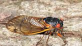 No drone of cicadas where you live? Here is where Brood XIX is emerging in NC