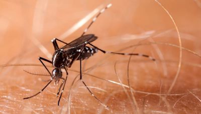 Officials warn of increased dengue fever, other mosquito disease risk in U.S.