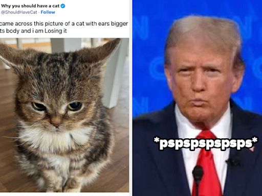 18 Adorable Photos To Smooth Your Brain Over After The Presidential Debate