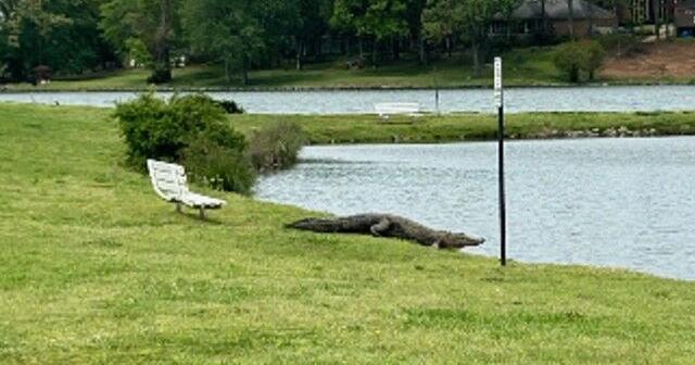 Alligator sightings on the rise in Huntsville as mating season begins