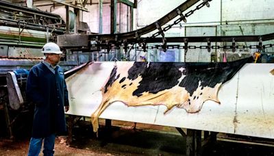 Dairy cows get turned into major league baseballs at a Pa. meat processing plant