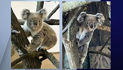 First koalas to call Brookfield Zoo home in its 90-year history to make public debut