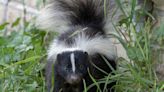 How to Eliminate Skunk Smell From Your Home, Your Pet and Yourself: Pros Weigh In