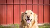 Dog Rescue Near Nashville Is Offering a Free 'Glamping' Stay in Exchange for Help Building Their New Barn