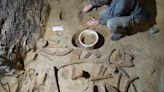 Man Finds Three Mammoth Skeletons In His Wine Cellar