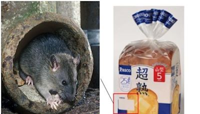 日本超熟吐司爆食安問題 驚見5公分大「黑鼠屍體」！召回10萬袋吐司