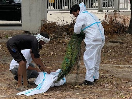 Autopsy of peacocks found dead at Delhi’s Palam airbase points towards heatstroke