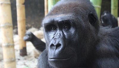 Louisville Zoo welcomes new 11-year-old western lowland gorilla