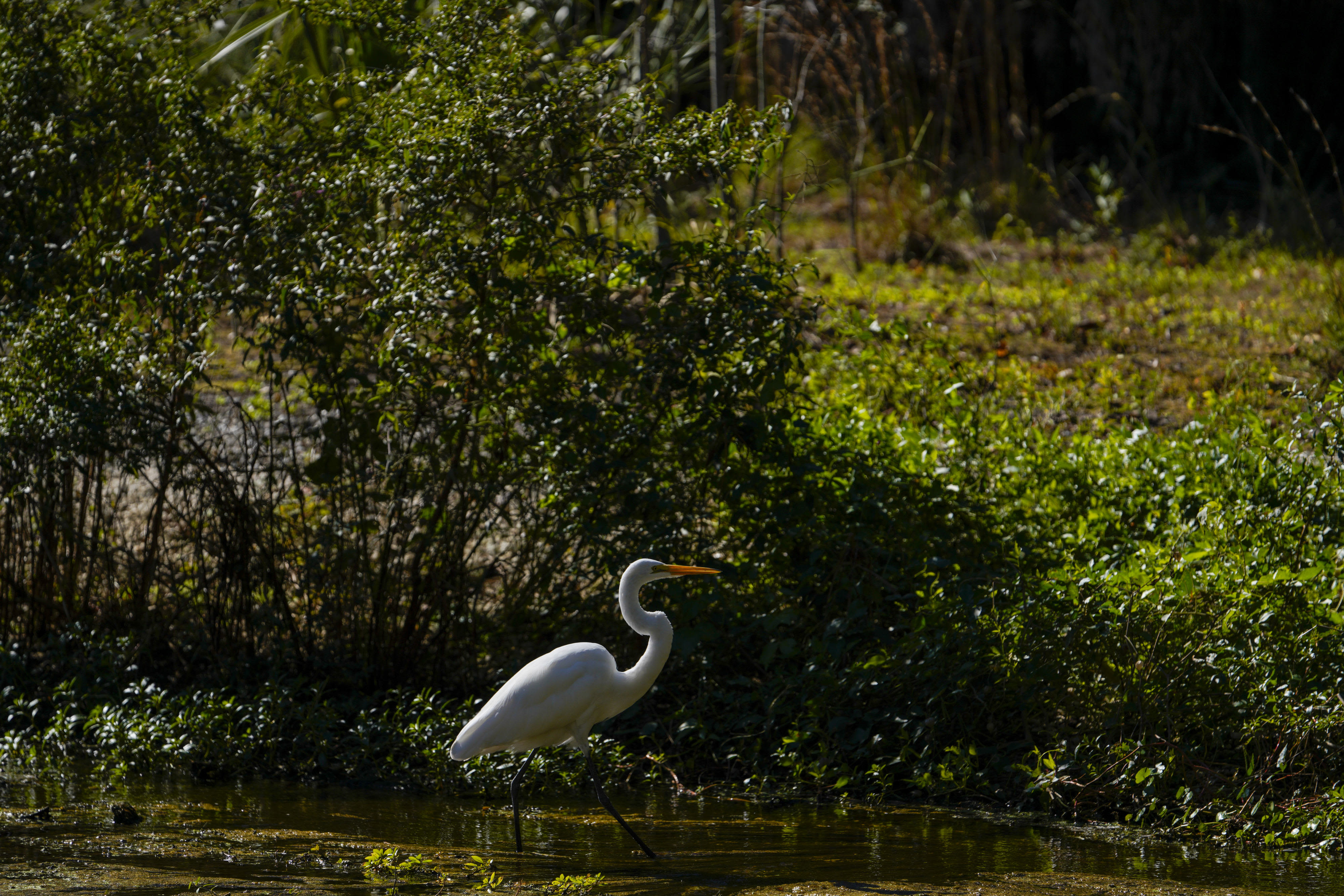 10 places along the water — with shade! — around Tampa Bay