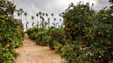 A Deadly Citrus Tree Disease Is Wreaking Havoc on California Fruit