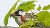 Along the Lake Erie shore in Ohio is one of America's top birding spots