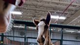 A future Budweiser Clydesdale was recently born. Here's how to meet him Super Bowl Sunday