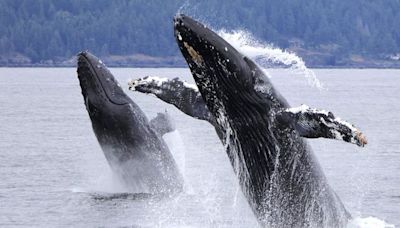 Too hot for humpbacks: The race to protect Pacific whales