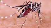 Alerta por Incremento de Dengue Hemorrágico en Yucatán