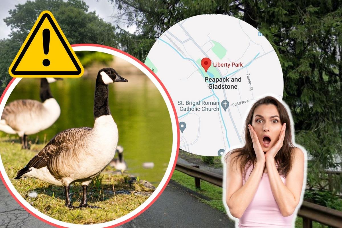 Geese Louise! New Jersey Residents are Appalled by Town's Plans to Gas Geese to Death!