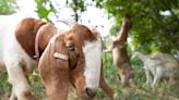 Barnyard Weed Warriors are clearing Shawnee County land one bite at a time