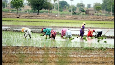 Showers so far inadequate, more spells needed for paddy growth: Experts