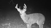 Many whitetail bucks made it through hunting season. How to gauge numbers on your property