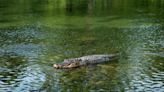What to do if you find yourself face-to-face with a Texas alligator