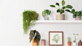 Verde en casa: la magia de las plantas de interior en la decoración