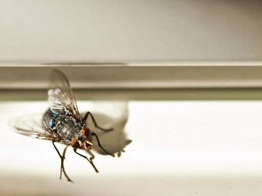 One kitchen ingredient will get rid of flies as infestation is coming