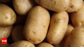 West Bengal govt buys potato directly from farmers | Kolkata News - Times of India