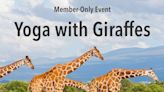 Yoga with Giraffes at Jacksonville Zoo and Gardens