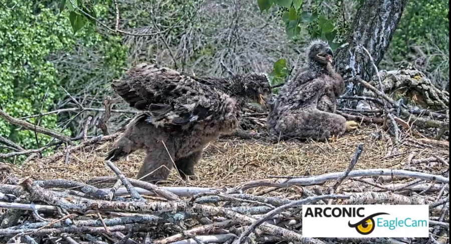 Arconic eaglets named Caitlin and Clark