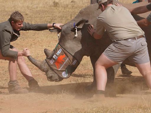 South African researchers test use of nuclear technology to curb rhino poaching