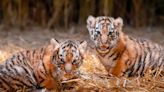 The Toledo Zoo Reveals the Names of Their Twin Tiger Cubs After Over 10K Fans Vote