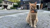 Houtong, el paraíso felino taiwanés que pasó de la minería de carbón al amor por los gatos