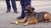 'They're very similar' | 3 K-9 units at Knoxville Police Department are clones