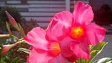 Try these showy flowers for blooms all summer in your North Texas garden